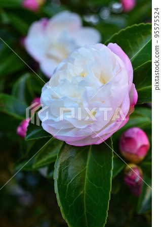 Pink sasanqua Pink sasanqua 95575524