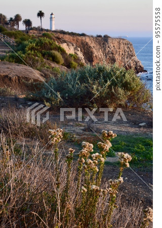 Lighthouse of Palos Verdes in the evening 95575558
