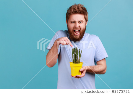 Portrait of handsome young adult bearded man holding prickly cactus, wants to touch flower with finger, frowning face from ignorance. Indoor studio shot isolated on blue background. Portrait of handsome young adult bearded man holding prickly cactus, wants to touch flower with finger, frowning face from ignorance. Indoor studio shot isolated on blue background. 95575731
