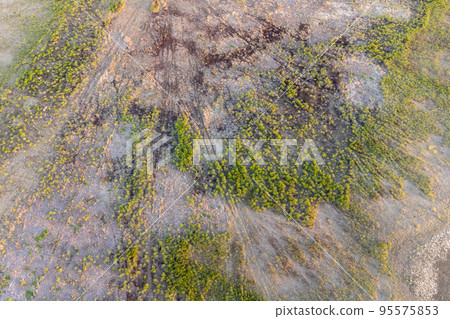 Top aerial panoramic view of green steppe or meadow in summer, landscape with trees and bushes, drought Top aerial panoramic view of green steppe or meadow in summer, landscape with trees and bushes, drought 95575853
