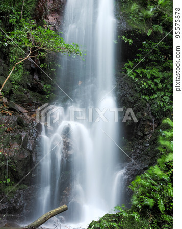 島根縣津和野町的白絲瀑布 島根縣津和野町的白絲瀑布 95575878