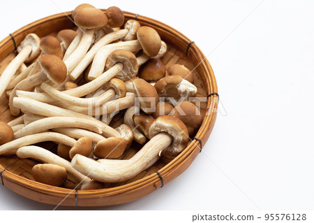Yanagi Matsutake mushroom on white background. Yanagi Matsutake mushroom on white background. 95576128