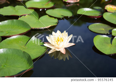Beautiful blooming Nymphaea lotus flower with leaves, Water lily pot Beautiful blooming Nymphaea lotus flower with leaves, Water lily pot 95576145