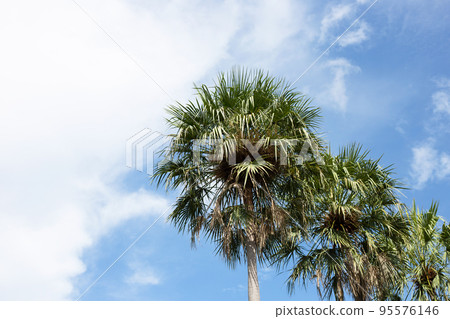 Palm tree with blue sky Palm tree with blue sky 95576146