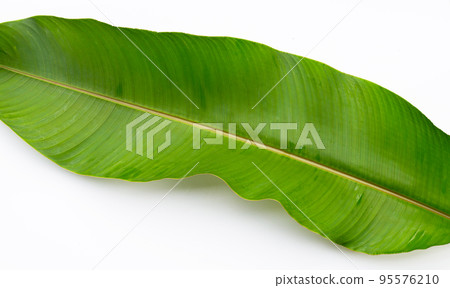 Heliconia leaf on white background. Heliconia leaf on white background. 95576210