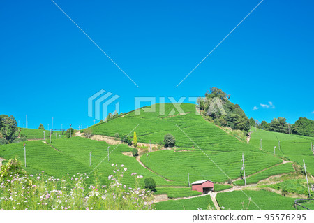 [Tea field landscape in Wazuka] Ishidera Maruzuka, Wazuka, Soraku-gun, Kyoto Prefecture 95576295