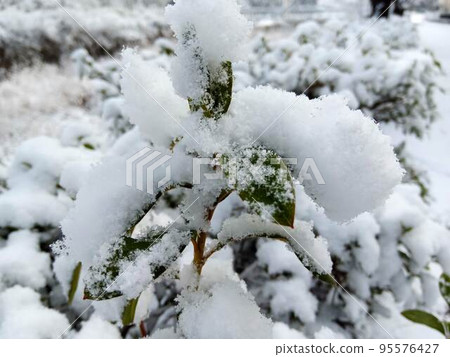雪落在植物上 95576427