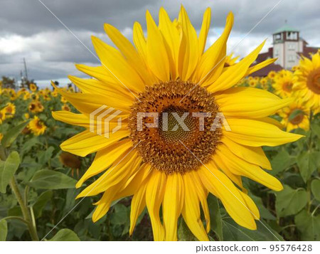 開花在向日葵領域的一朵大花 開花在向日葵領域的一朵大花 95576428