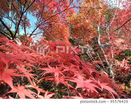 與秋葉的風景 95576429