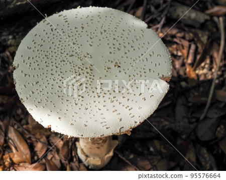 Scenery with shiroonitake (mushroom) Scenery with shiroonitake (mushroom) 95576664