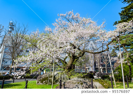 Morioka City, Iwate Prefecture Ishiwarizakura in full bloom against the blue sky Morioka City, Iwate Prefecture Ishiwarizakura in full bloom against the blue sky 95576897