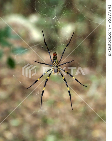 Scenery with Nephila 95577241