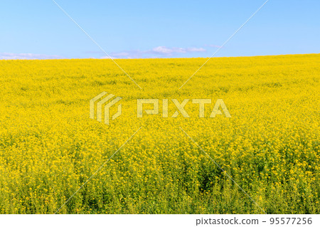 Joro開花的黃山和藍天 Joro開花的黃山和藍天 95577256