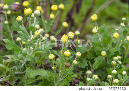 Shokuyougiku (edible chrysanthemum) 95577280