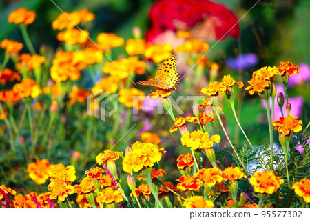 Mary gold and butterfly Mary gold and butterfly 95577302