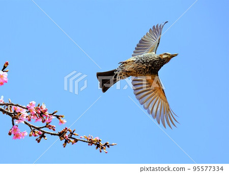 In spring, the brown-eared bulbul flutters into the sky from the cherry blossom trees. 95577334