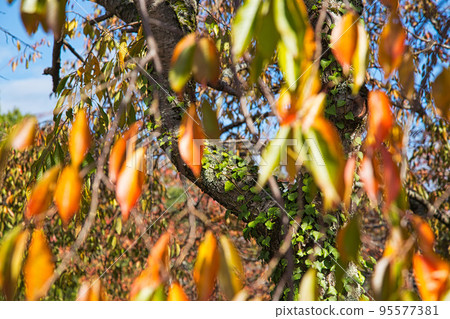 越前陶瓷村-秋天 越前陶瓷村-秋天 95577381