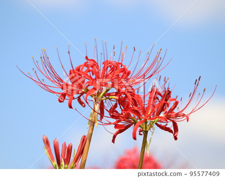 《Chigasaki City, Samukawa Town》 Close-up of cluster amaryllis against the blue sky 《Chigasaki City, Samukawa Town》 Close-up of cluster amaryllis against the blue sky 95577409