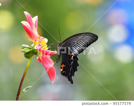 Black swallowtail sucking nectar from a dahlia flower 95577579
