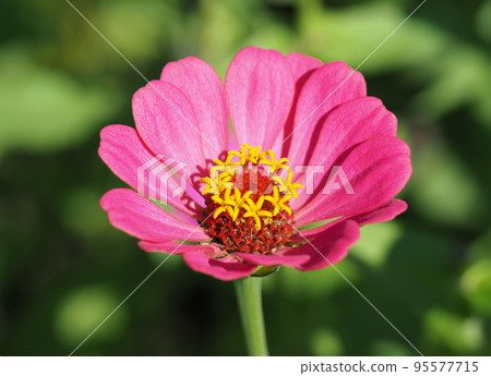 百日草 百日草 95577715