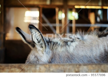 Donkey ears 95577896