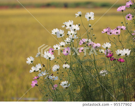 << Chigasaki City / Samukawa Town >> Landscape of Koidegawa, cosmos and rice fields << Chigasaki City / Samukawa Town >> Landscape of Koidegawa, cosmos and rice fields 95577902