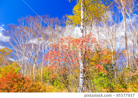 Autumn leaves, blue sky and white birch forest Autumn leaves, blue sky and white birch forest 95577937