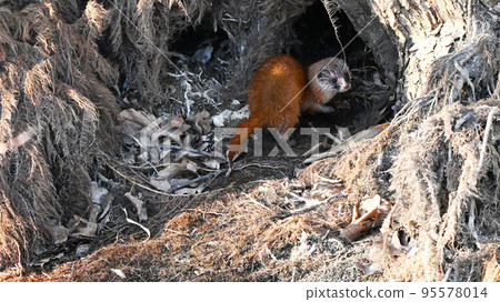 黃鼠狼 動物 野生 95578014
