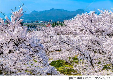 岩手縣櫻花盛開的盛岡城跡公園 岩手縣櫻花盛開的盛岡城跡公園 95578043