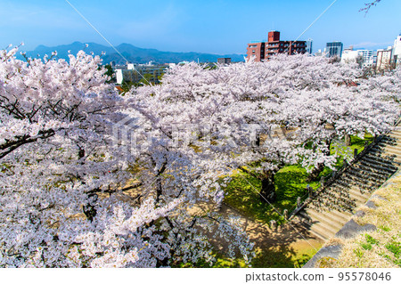 Morioka Castle Ruins Park with cherry blossoms in full bloom, Iwate Prefecture Morioka Castle Ruins Park with cherry blossoms in full bloom, Iwate Prefecture 95578046