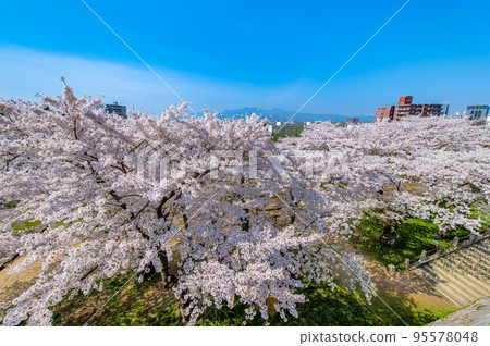 Morioka Castle Ruins Park with cherry blossoms in full bloom, Iwate Prefecture Morioka Castle Ruins Park with cherry blossoms in full bloom, Iwate Prefecture 95578048