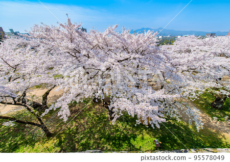 Morioka Castle Ruins Park with cherry blossoms in full bloom, Iwate Prefecture Morioka Castle Ruins Park with cherry blossoms in full bloom, Iwate Prefecture 95578049