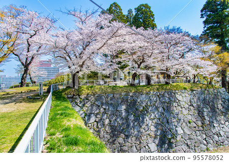 Morioka Castle Ruins Park with cherry blossoms in full bloom, Iwate Prefecture Morioka Castle Ruins Park with cherry blossoms in full bloom, Iwate Prefecture 95578052