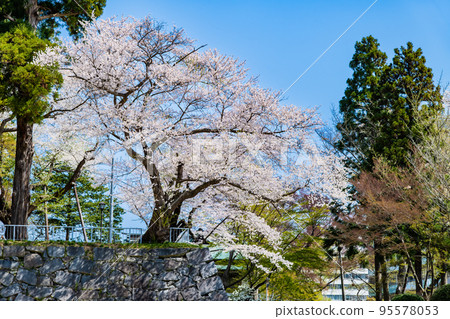 Morioka Castle Ruins Park with cherry blossoms in full bloom, Iwate Prefecture Morioka Castle Ruins Park with cherry blossoms in full bloom, Iwate Prefecture 95578053