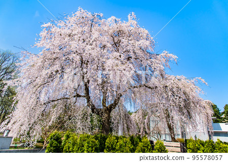 Weeping cherry tree at Morioka Museum of History and Culture, Iwate Prefecture Weeping cherry tree at Morioka Museum of History and Culture, Iwate Prefecture 95578057