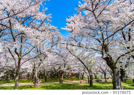 Morioka Castle Ruins Park with cherry blossoms in full bloom, Iwate Prefecture 95578075