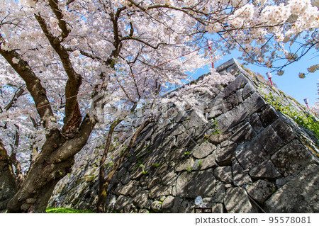 岩手縣櫻花盛開的盛岡城跡公園 95578081