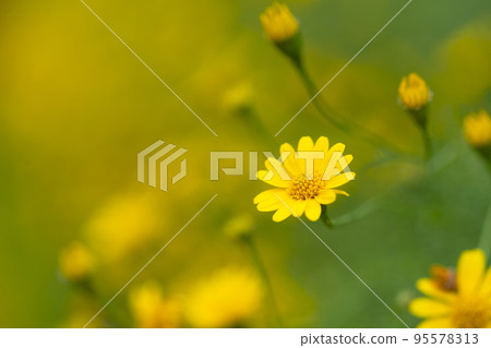 Cosmos flowers background in vintage style 95578313