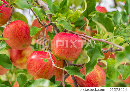 An orchard's apple 95578424