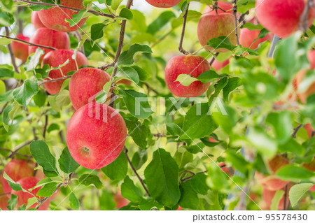 An orchard's apple An orchard's apple 95578430