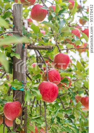 An orchard's apple An orchard's apple 95578432