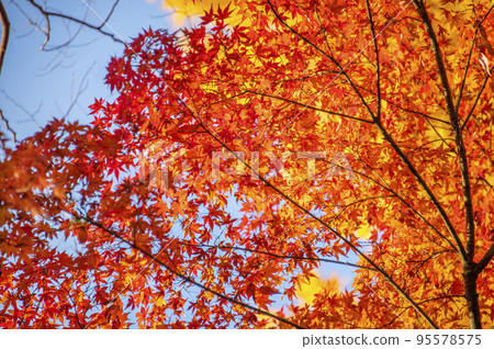 Blue sky and maple leaves in autumn, Shimizudani Park, Kioicho, Chiyoda-ku, Tokyo Blue sky and maple leaves in autumn, Shimizudani Park, Kioicho, Chiyoda-ku, Tokyo 95578575