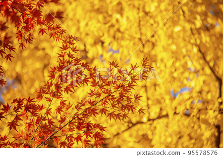 Vivid autumn leaves, Kiyomizudani Park, autumn, Kioicho, Chiyoda-ku, Tokyo Vivid autumn leaves, Kiyomizudani Park, autumn, Kioicho, Chiyoda-ku, Tokyo 95578576