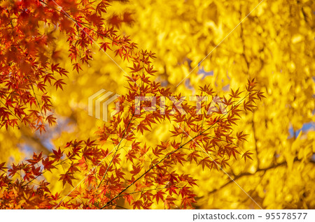 Vivid autumn leaves, Kiyomizudani Park, autumn, Kioicho, Chiyoda-ku, Tokyo Vivid autumn leaves, Kiyomizudani Park, autumn, Kioicho, Chiyoda-ku, Tokyo 95578577