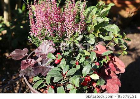 Group planting of flowers with red berries 95579151