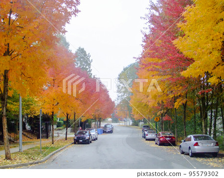 溫哥華一條有美麗秋葉的路 95579302