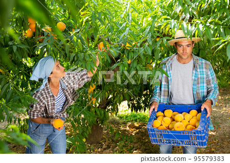 Successful female owner of orchard with assistant putting freshly gathered ripe peaches in crates 95579383