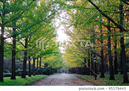 Ginkgo trees in the early morning 95579443