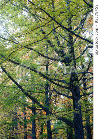 Ginkgo trees in the early morning 95579455