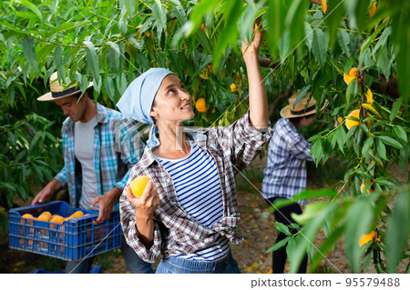 Positive woman harvesting ripe peaches in his orchard on day Positive woman harvesting ripe peaches in his orchard on day 95579488